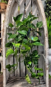 Epipremnum