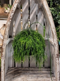 Rhipsalis