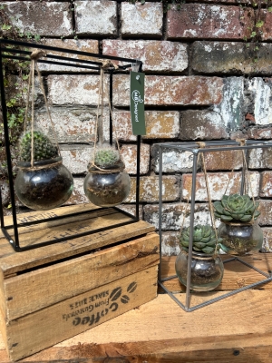 Hanging Pot Duo